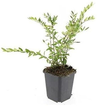 Exotenherz Bodendecker - Böschungsmyrthe - Heckenkirsche - Lonicera pileata - 9cm Topf - Set mit 60 Pflanzen