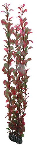 Hobby Ludwigia, 60 cm
