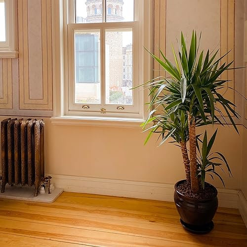 Yucca Filamentosa Adam's Needle Tropical Houseplant Seeds - 20 Rare Seeds