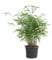 Bloomique - Fargesia Rufa - Bambou - Non traçant - Rustique - Persistant - Plantes de jardin - Hauteur 40-60 cm - Pot 17 cm