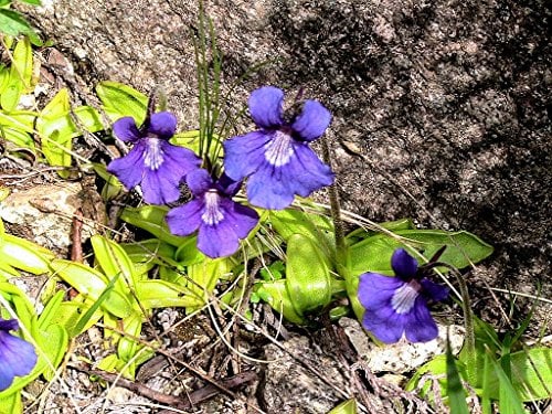 Pinguicula Grandifloraorchidee ~ grossblütig Fettkraut ~ Fleisch fressende Pflanze ~ Rare 10 Samen ~