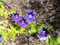 Pinguicula Grandifloraorchidee ~ grossblütig Fettkraut ~ Fleisch fressende Pflanze ~ Rare 10 Samen ~