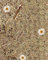 WallFace Wandverkleidung Natur Dekor AL-11004 ALPINE WHITE DAISY selbstklebende Tapete strukturiert mit echten unbehandelten alpinen Blumen und Gräsern matt braun weiß 4,026 m2