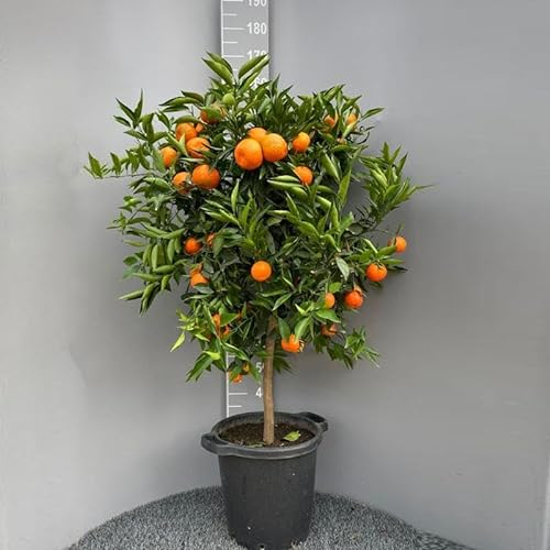 SAVINI VIVAI Clementina, agrume clémentinier commun en pot de 35 cm hauteur 150-180 cm 6-7 ans de greffage,