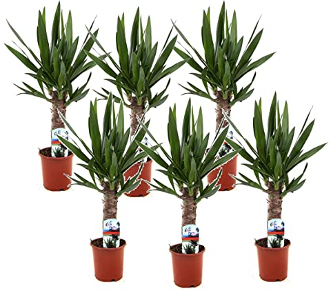 Plant in a Box - Yucca Elephantipes - Set di 3 - Pianta d'appartamento - Vaso 14cm - Altezza 50-60cm