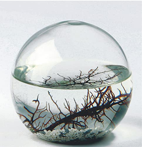 EcoSphere - Miniaquarium aus der NASA Weltraumforschung - handgefertigtes, geschlossenes Ökosystem mit Garnelen - Made in Germany (16cm Kugel)