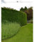 Gemeine Heimische Eibe Taxus baccata 200-225 cm. 7 Heckenpflanzen. Eibenhecke
