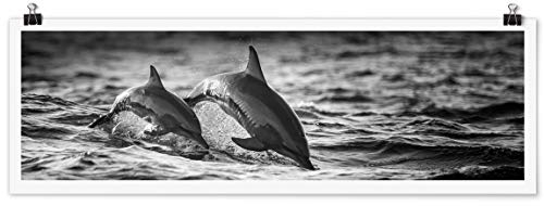 Bilderwelten Poster - Zwei springende Delfine Querformat, Selbstklebend seidenmatt 30 x 90cm