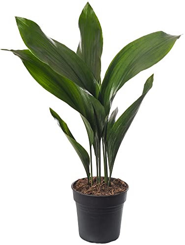 Cast Iron Plant Aspidistra Elatior Indoor House Plants Evergreen Tall Exotic 50-60cm (Incl. Pot)