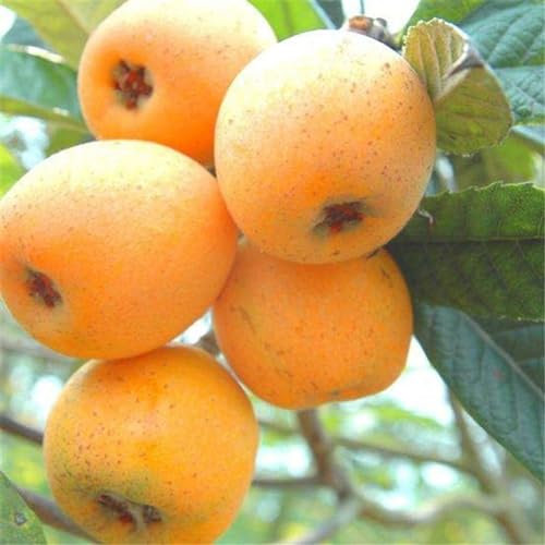 kiskick 20 Stück Wollmispelbaumsamen, die die Lunge befeuchten, Husten lindern, Obstgarten, Gartenpflanzensamen zum Pflanzen von Hydrokulturen im Innenbereich oder im Kräutergarten im Freien Loquat