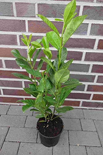 50st. Kirschlorbeer Novita 80-120cm im Topf Buschig XXL Mehrtriebig Heckenpflanzen Prunus laurocerasus Lorbeer Gartenhecke Sichtschutz Kirschlorbeerhecke immergrün, winterhart
