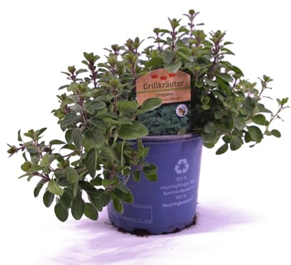 Oregano (Origanum vulgare) | mediterranes Topfkraut