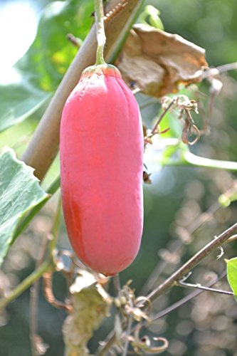 Tindola - Efeu-Kürbis - 10 frische Samen