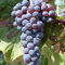 Weintraube Venus kernlose blaue Weinrebe, robuste Sorte 3,5 Liter Topf