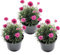 Plant in a Box - Armeria maritima 'Rose profonde' - Set de 3 - Plante exterieur naturelle beaucoup de fleurs rose - Pot 12cm - Hauteur 20-30cm