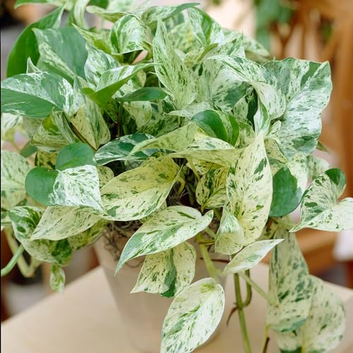 YouGarden Epipremnum Pinnatum 'Marble Queen' Houseplant in 12cm Pot, Indoor Houseplant, Established Potted Plant, Ready to Display