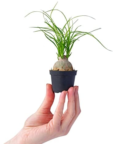 PLNTS - Baby Beaucarnea Recurvata - Zimmerpflanze - Zimmerpflanzen, Pflanzen Echt, Nachhaltige Verpackung - Elefantenfuß - 6cm Topf - Höhe 15cm - Direkt von der Gärtnerei