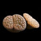 Lithops hookeri - Sunnyplants, Seltene Lithops, Lithops Pflanzen, lebende Stein Sukkulenten, lebende Steinpflanzen, Lebende Steine, Lithops