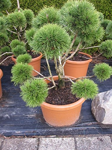 Pinus unicata - Hakenkiefer-Bergkiefer Formschnitt Bonsai 70-80cm
