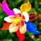TOYHEART 50Pcs Premium Blumensamen, Akelei-Samen Aromatisch Einfach Zu Pflanzen Multicolor Blooming Duft Pflanzensamen Für Den Garten MISCHEN
