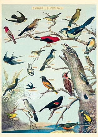 Cavallini & Co - Vintage Poster/Schulplakat - Vögel (A)