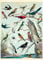 Cavallini & Co - Vintage Poster/Schulplakat - Vögel (A)