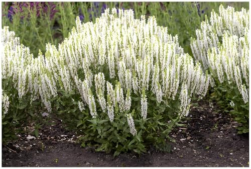 Stauden Gänge 10 x Salvia nemorosa 'Sensation White' Weißer Steppensalbei | Weiße Staude für Sonne, Blüte Juni bis September, mehrjährig, 1 L Topf (11x11 cm)