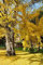 Ginkgo biloba rara giallo albero fiorito Cina bonsai sementi di piante esotiche 25 semi