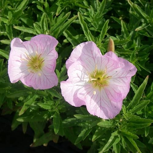 6x Garten-Nachtkerze 'Siskiyou' - Oenothera speciosa ‘Siskiyou’ - Topf 9x9cm