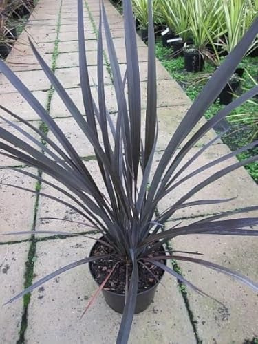 Neuseelandflachs Black Rage - Phormium tenax Black Rage