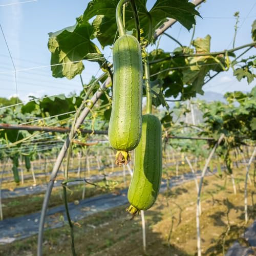 80 pcs Luffa samen kaufen - samen gemüse exotisch balkonpflanzen,Luffa cylindrica, wintergemüse samen pflanzen garten gardening bonsai topf seeds büropflanzen gemüsesaat balkon gemüse