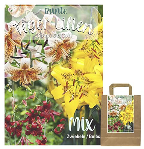 Lilien Zwiebeln Mix, Baumlilien in verschiedenen Sorten und Farben, Winterharte Blumenzwiebeln in Geschenkverpackung (10 Tiger Lilien Mix)