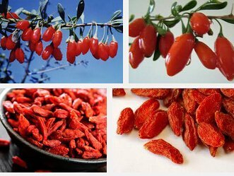 100 Organic Himalaya tibetischen Goji Beere Bocksdornfrucht Obst Strauch Lycium Barbabarum Seeds Seed
