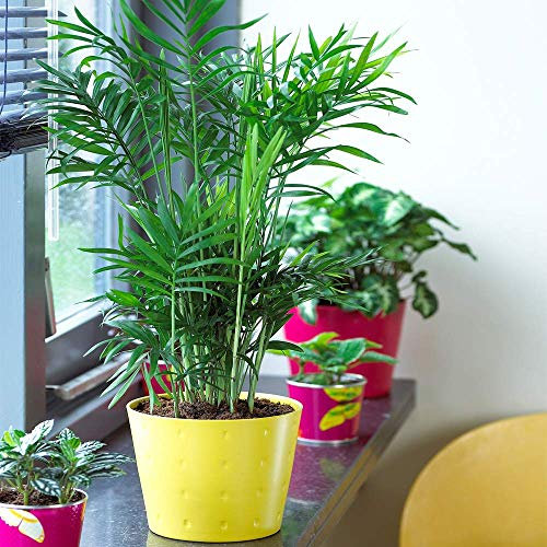 Chamaedorea Palm Elegans - Live Indoor House Plant Shrub Supplied in 13cm Pot