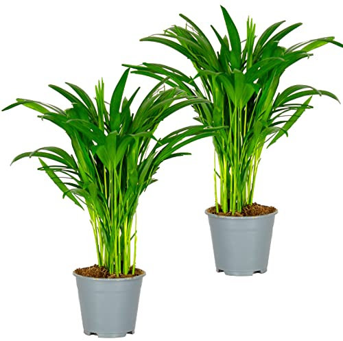 Bloomique - 2er Set - Dypsis Lutescens - Goldfruchtpalme - Areca Palme - Zimmerpflanzen - Pflegeleicht - Haustierfreundlich - Höhe 40-50 cm - Topf 14 cm