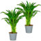 Bloomique - 2er Set - Dypsis Lutescens - Goldfruchtpalme - Areca Palme - Zimmerpflanzen - Pflegeleicht - Haustierfreundlich - Höhe 40-50 cm - Topf 14 cm