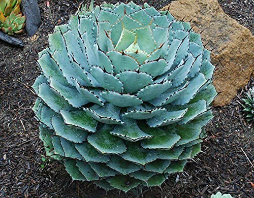 Agave Potatorum Agawa Succulent Fresh Seeds