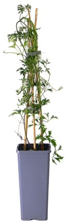 mgc24 Kletterpflanze Clematis Early Sensation Waldrebe im 2l-Container 1 Pflanze