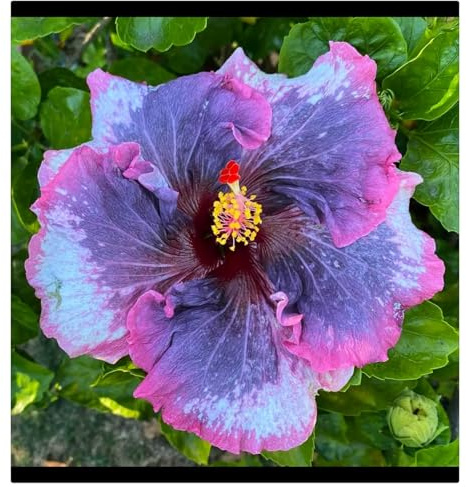 Winterharte mehrjährige Seltene Hibiskus Einfach zu Pflegen Schnelles Gärten Geschenk bereit-1 hibiskusblüten-B