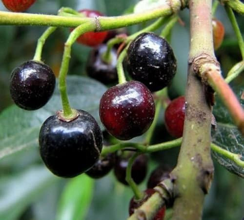 Vivai VALTELLINA MIRTILLO DELLA PATAGONIA MAQUI ARISTOTELIA CHILENSIS