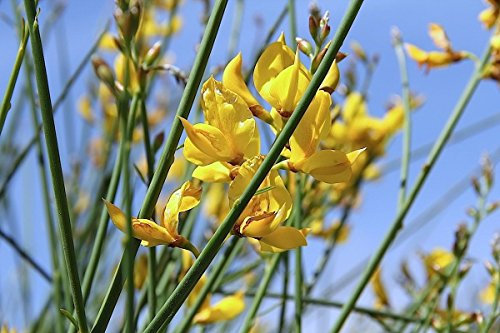 15 Semi junceum Spartium, ginestra o UNA scopa del tessitore