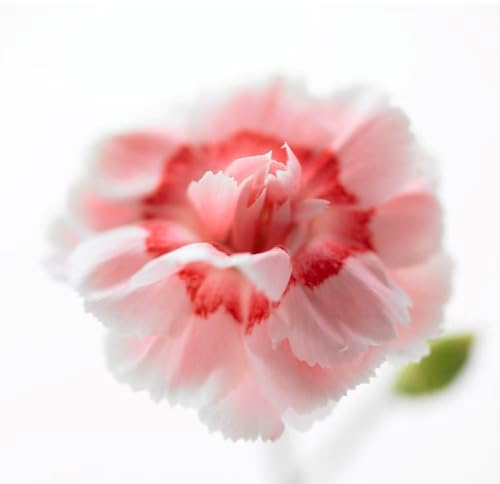 Plant Theory 9cm Pot Dianthus Doris Pink Perennial