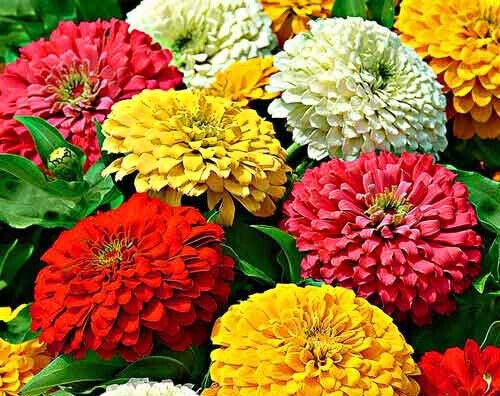 330 Seeds of Zinnia Dahlia Flowered Mix Giant Long Flowering (Zinnia Elegans)