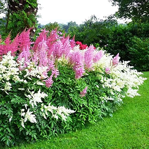 150 Stück astilbe arendsii samen astilben pflanze winterhart - Seltene Pflanzen serie - mix garden winterharte stauden gastgeschenke hochzeit blumensamen wanddeko pflanzen