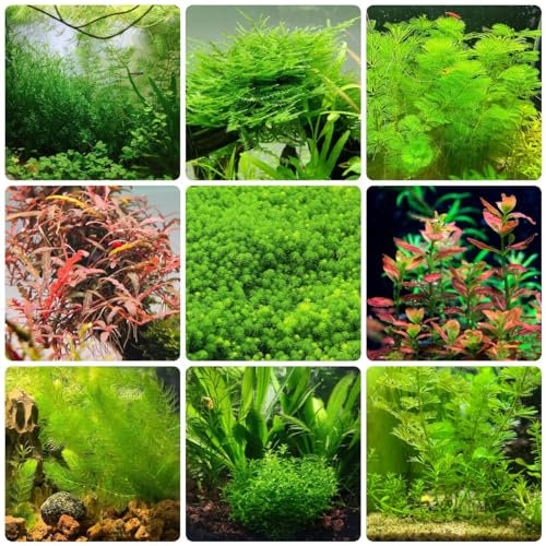400 Piezas Plantas Acuáticas Semillas De Acuario - Semillas De Plantas De Acuario Hierba, Semillas De Plantas De Estanque, Decoración De Balcón, Regalo, Plantas De Jardín, Plantas De Oficina