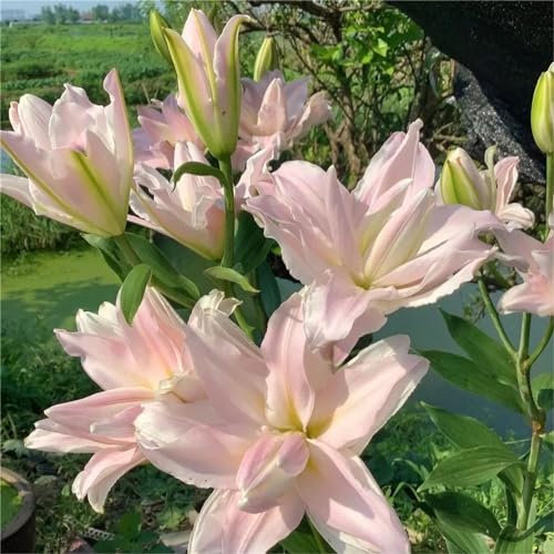 Lilien knollen Winterharte, mehrjährige lilien zwiebeln,lilium zwiebeln,ideal für die ganzjährige Gartendekoration-2zwiebeln-D