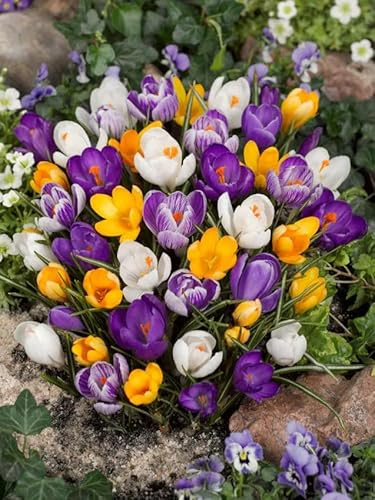Krokus Blumenzwiebeln Winterhart Mix, Mehrjährige Zwiebeln aus Holland, für Garten, Balkon, Beete und Töpfe (1000, Krokus Mischung)
