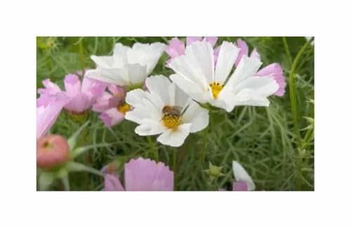 Cosmos Sea Shells Mixed (Aster) - Cosmea Seeds Garden Plant Flower KS350 - Seeds Plants Shop Seed Bench Pullingen Patrik Ipsa
