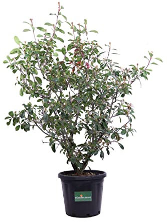 Pianta di Photinia Fraseri Red Robin Pianta di Fotinia pianta da esterno pianta da giardino pianta ornamentale di Photinia pianta da siepe pianta vera venduta da eGarden.store (Vaso 35 cm)