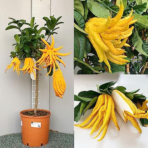 SAVINI VIVAI Zedernpflanze, Zitrusbaum, Buddhas Hand, Zeder im 28 cm Topf, Höhe 110–130 cm, 4–5 Jahre Veredelung, hergestellt in Italien